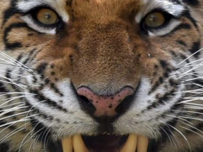 Incidente choc allo zoo: tigre stacca dito a un bimbo di un anno.