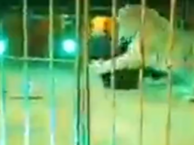 Tigre azzanna domatore del circo Orfei durante lo spettacolo: ferito gravemente al collo e ad una gamba. Il video