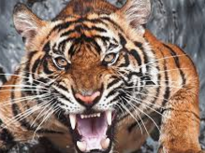 Un video estremamente raro mostra una tigre e i suoi cuccioli che banchettano con un coccodrillo appena ucciso