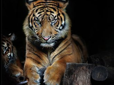 Una tigre strappa la mano a un custode in un parco in Giappone