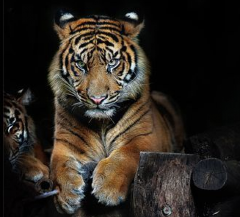 Una tigre strappa la mano a un custode in un parco in Giappone