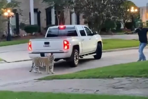 Una tigre "da compagnia" scappa da  casa e passeggia per le strade di Houston, in Texas.