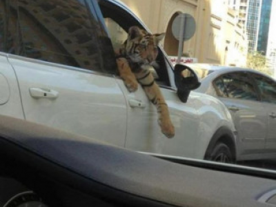 Russia, tigre domestica fugge da auto cabriolet per farsi una passeggiata tra le auto in mezzo al traffico