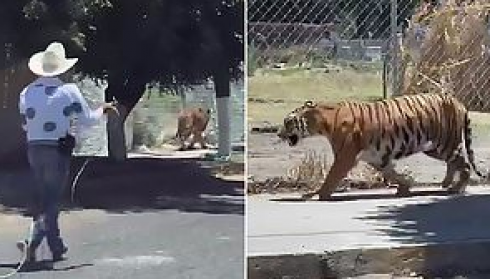 Una tigre presa al lazo per le strade di Guadalajara in Messico - VIDEO. 