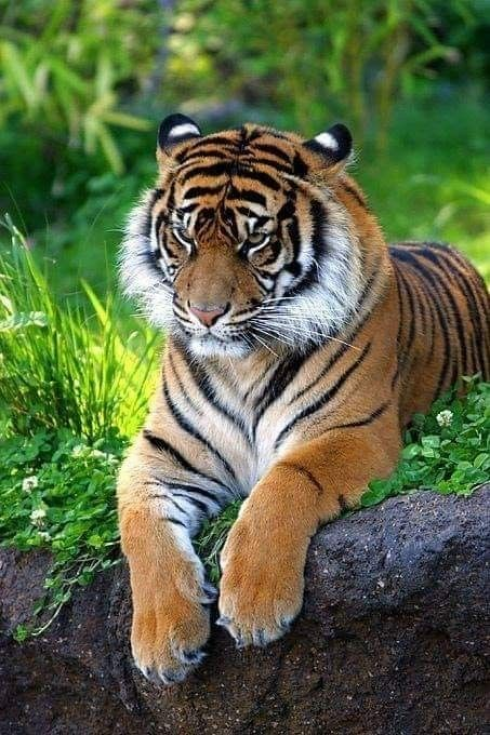 Aggiornamento incidente Zoo Zurigo, una collaboratrice dello zoo di 55 anni è stata sbranata da una tigre. 