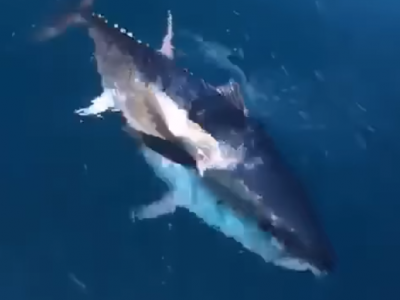 Salento meraviglioso: il tonno rosso gioca con la barca. 