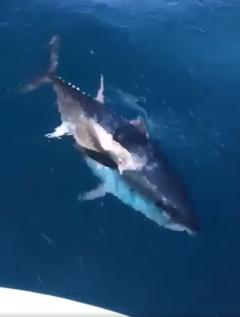 Salento meraviglioso: il tonno rosso gioca con la barca. 