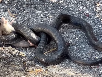 Topo avvolto da serpente. Lo salva un uomo - VIDEO