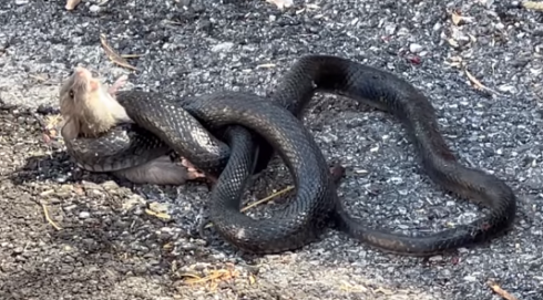 Topo avvolto da serpente. Lo salva un uomo - VIDEO