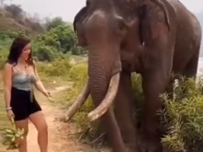 L’elefante giustamente arrabbiato si vendica della turista – Il video