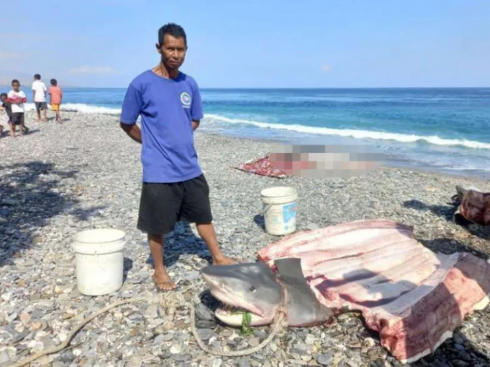 Turista mangiata da uno squalo durante una vacanza da sogno