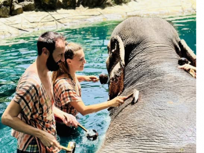 Un elefante “stressato” uccide una turista su un'isola di vacanza thailandese davanti al suo ragazzo