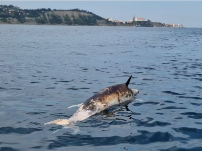 Mare Adriatico, scoperta scioccante nel Golfo di Trieste: delfino trovato morto ucciso da un colpo di pistola