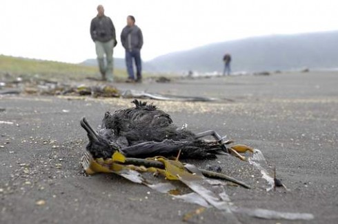 uccello morto in spiaggia in cile