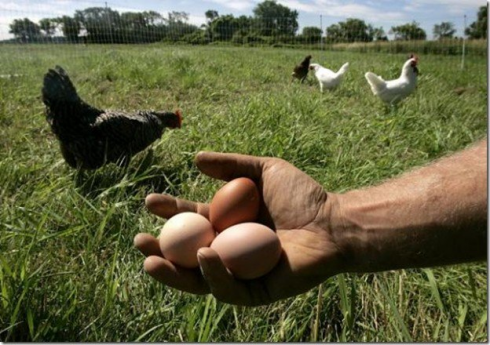 Salmonella enteritidis nelle uova fresche da allevamento a terra, allerta del Ministero della Salute