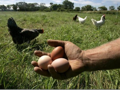 Salmonella enteritidis nelle uova fresche da allevamento a terra, allerta del Ministero della Salute