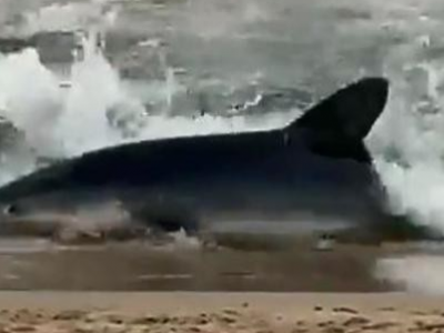 Squalo a riva, bagnanti fuggono dalla spiaggia di Alicante. Il video