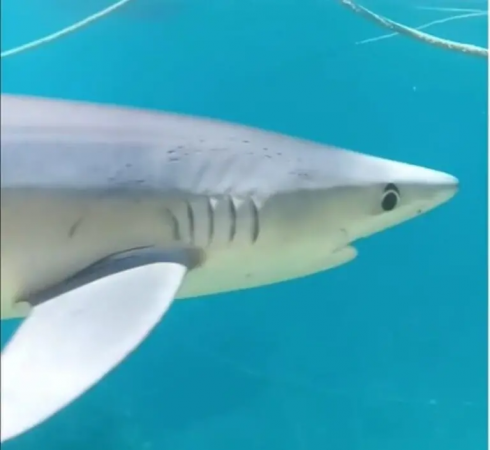 Squalo con amo in bocca nel porto di Scilla, ha bisogno di aiuto – Il video