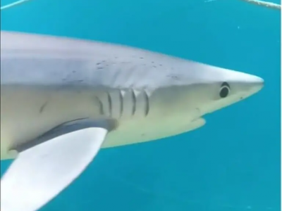 Squalo con amo in bocca nel porto di Scilla, ha bisogno di aiuto – Il video