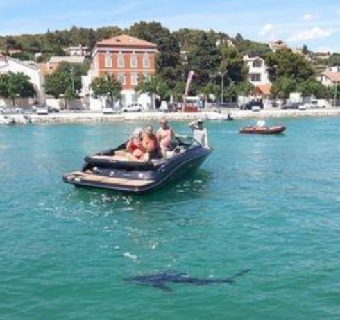 Croazia, paura in spiaggia avvistato in riva uno squalo.