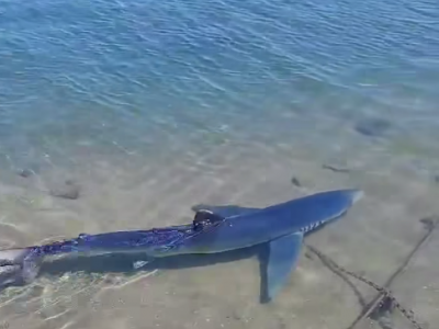 Nel porticciolo c'è uno squalo di 3 metri tra le barche, il video dei diportisti