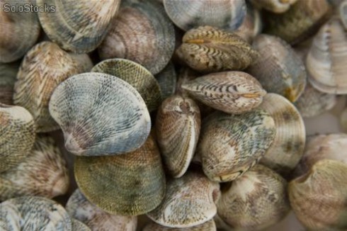 vongole di mare