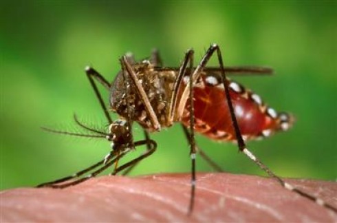 Scoperto l'odore della malaria.