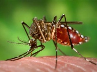 Scoperto l'odore della malaria.