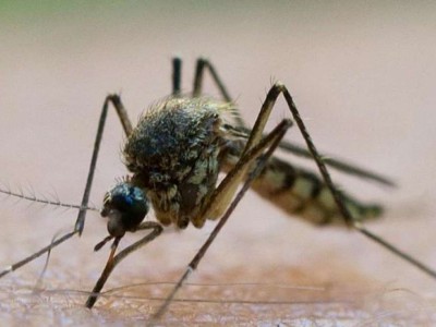 Un caso di malaria a Firenze