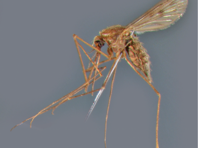 Raccolta in Puglia una zanzara in grado di trasmettere la malaria che si credeva scomparsa da oltre 50 anni